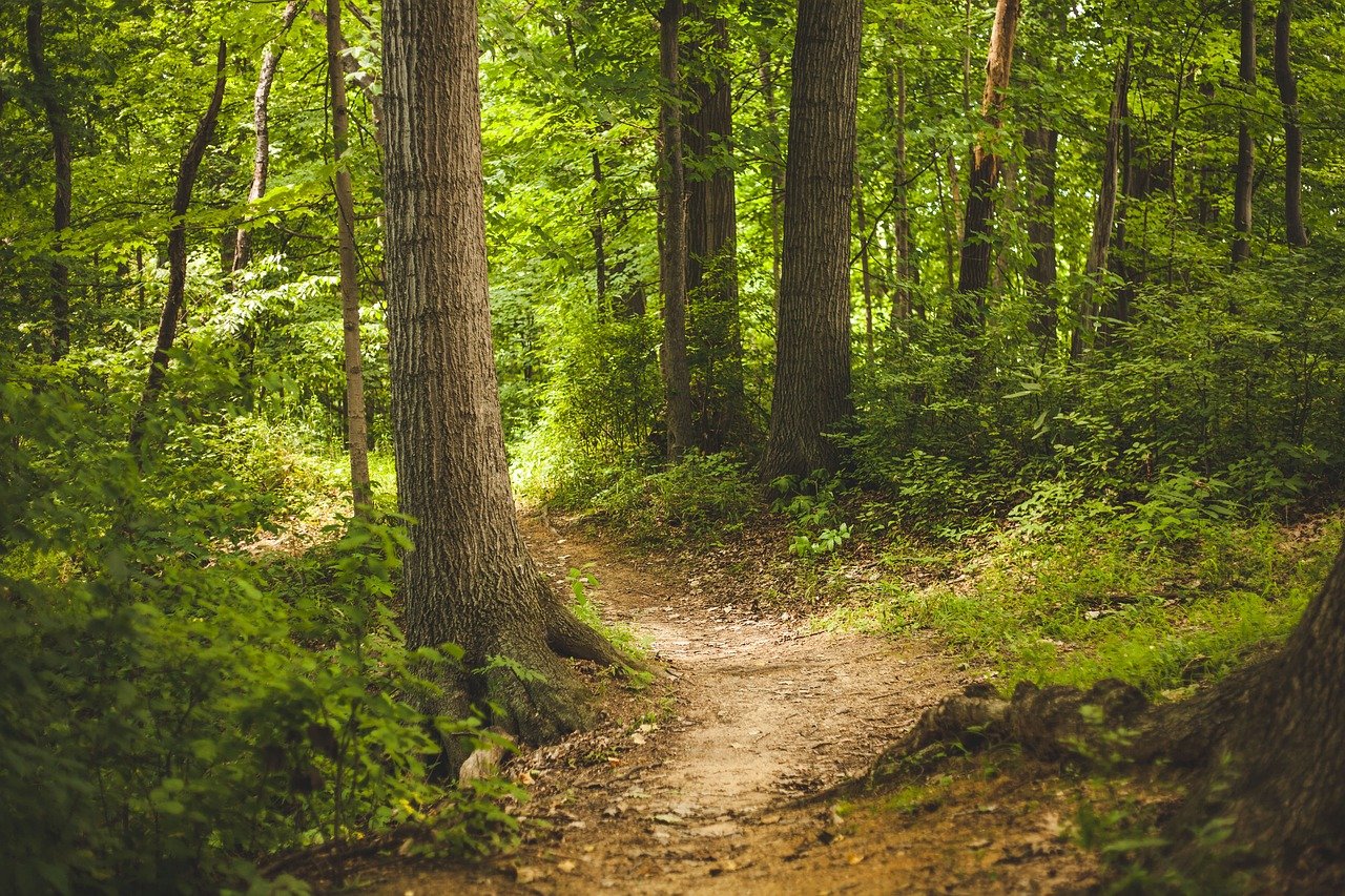 forest, trees, woods-1868028.jpg